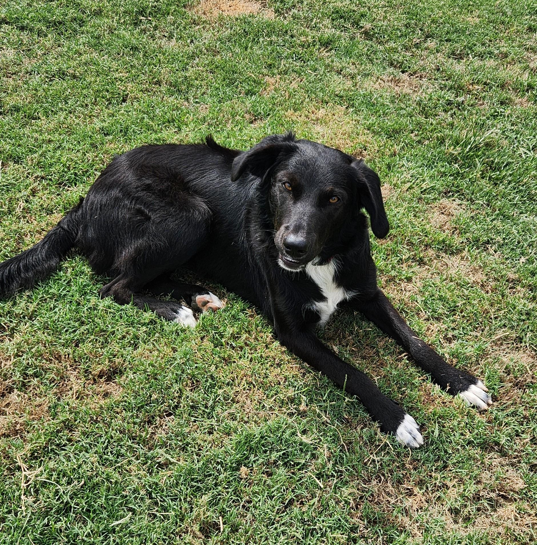 Enlarge Ming, a Adoptable mixed breed in Siloam Springs, AR image 4/4