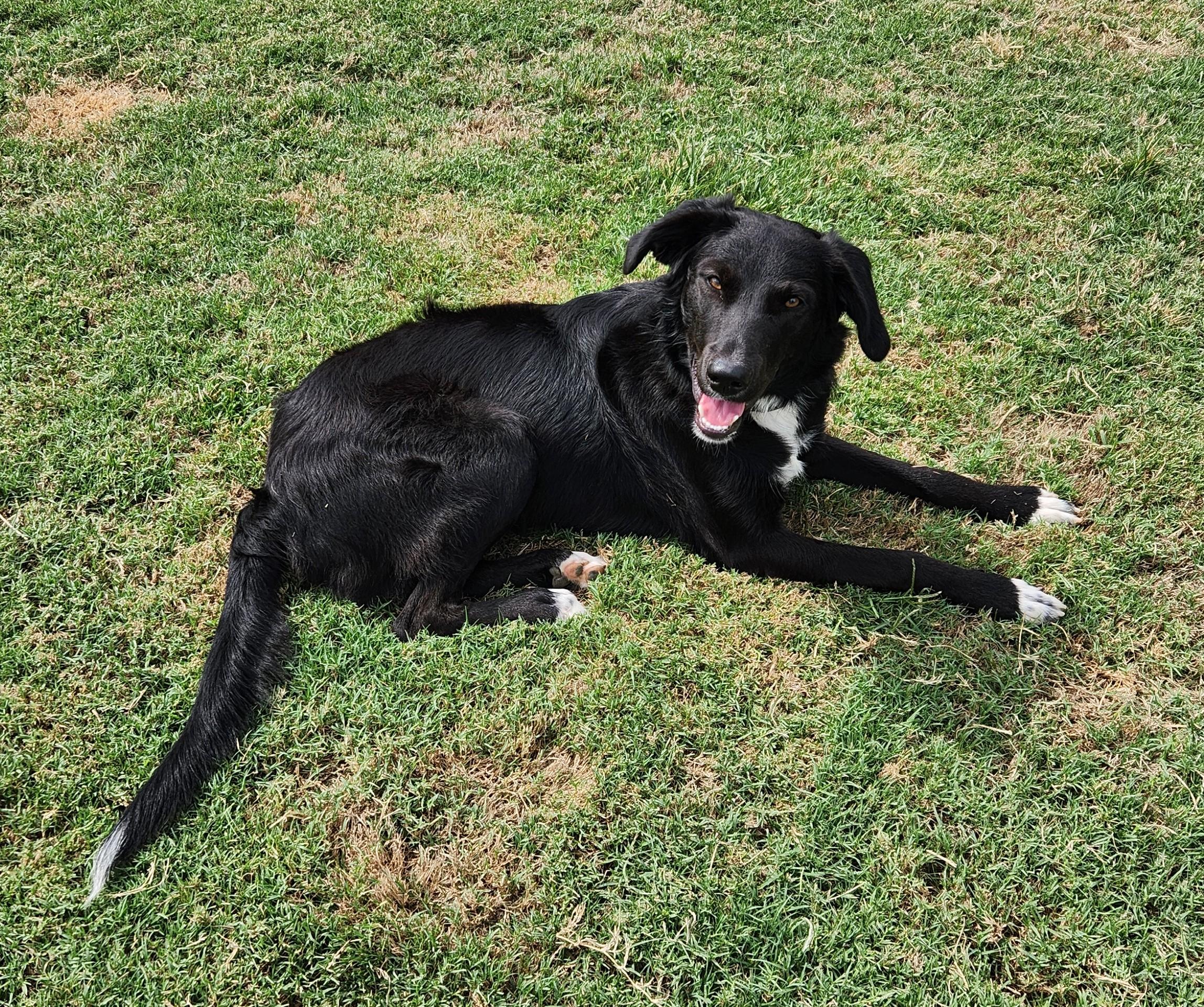 Enlarge Ming, a Adoptable mixed breed in Siloam Springs, AR image 3/4