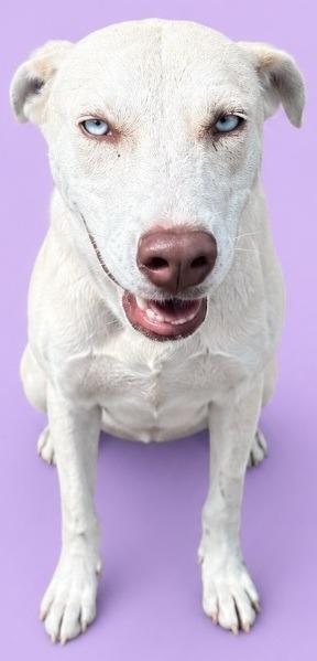 Enlarge Luna, a Adoptable mixed breed in Wauchula, FL image 1/1