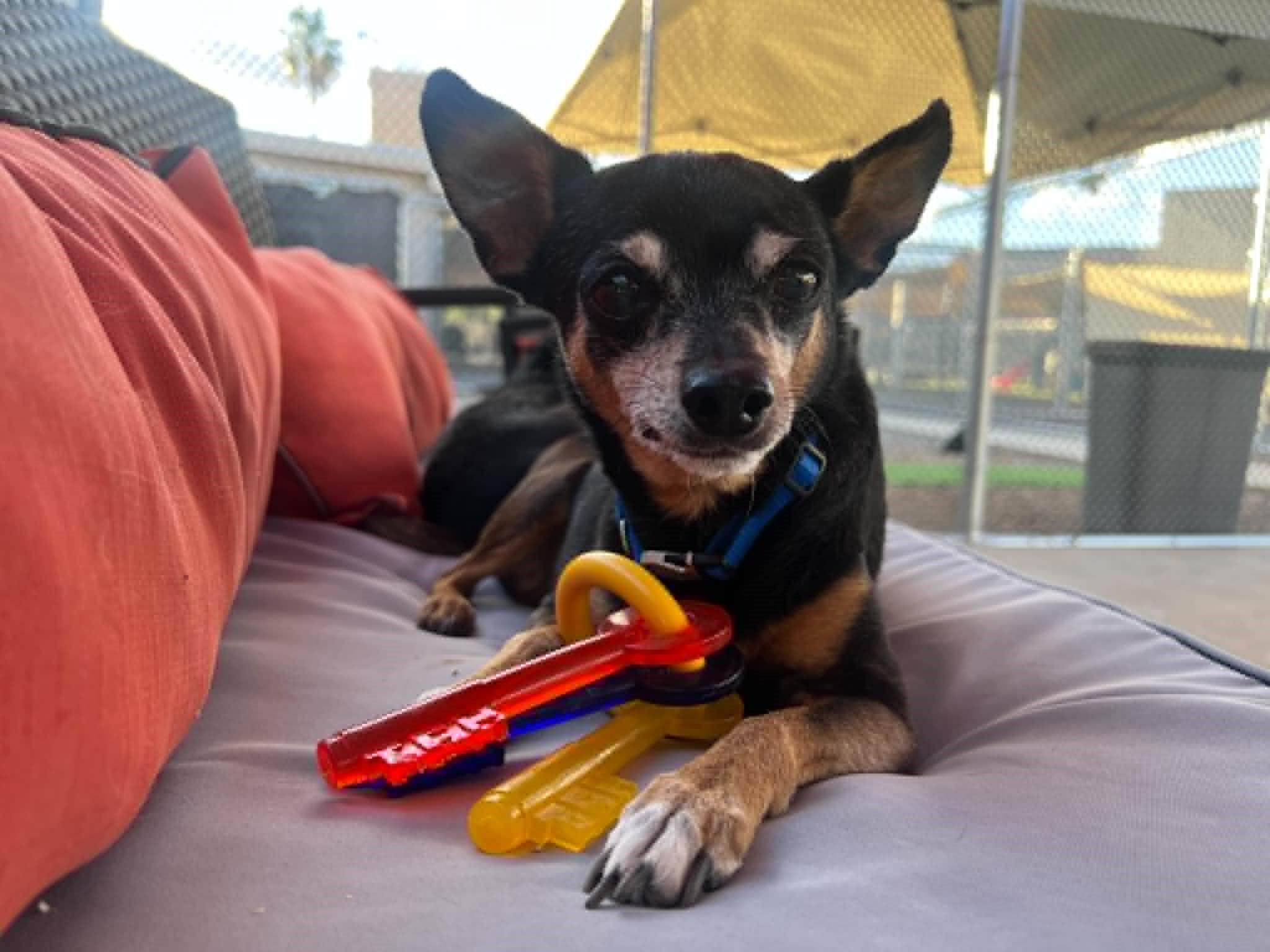 Enlarge Fred & Ethel (Bonded Pair of Seniors), a ADOPTABLE Miniature Pinscher in Phoenix, AZ image 5/6