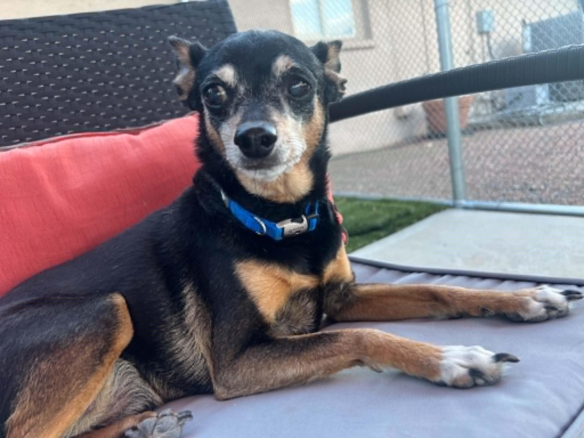 Enlarge Fred & Ethel (Bonded Pair of Seniors), a ADOPTABLE Miniature Pinscher in Phoenix, AZ image 2/6