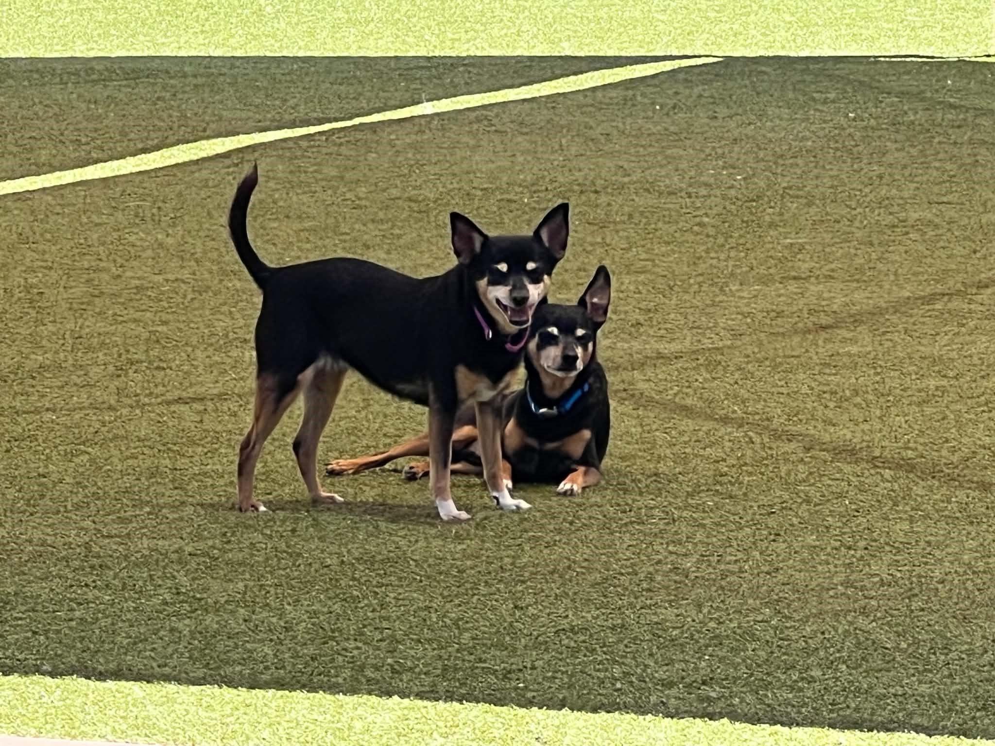 Fred & Ethel (Bonded Pair of Seniors), ADOPTABLE, Senior Female Miniature Pinscher.