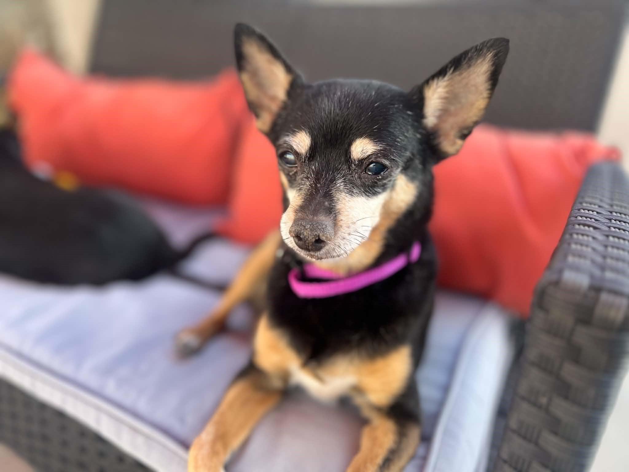 Enlarge Fred & Ethel (Bonded Pair of Seniors), a ADOPTABLE Miniature Pinscher in Phoenix, AZ image 6/6