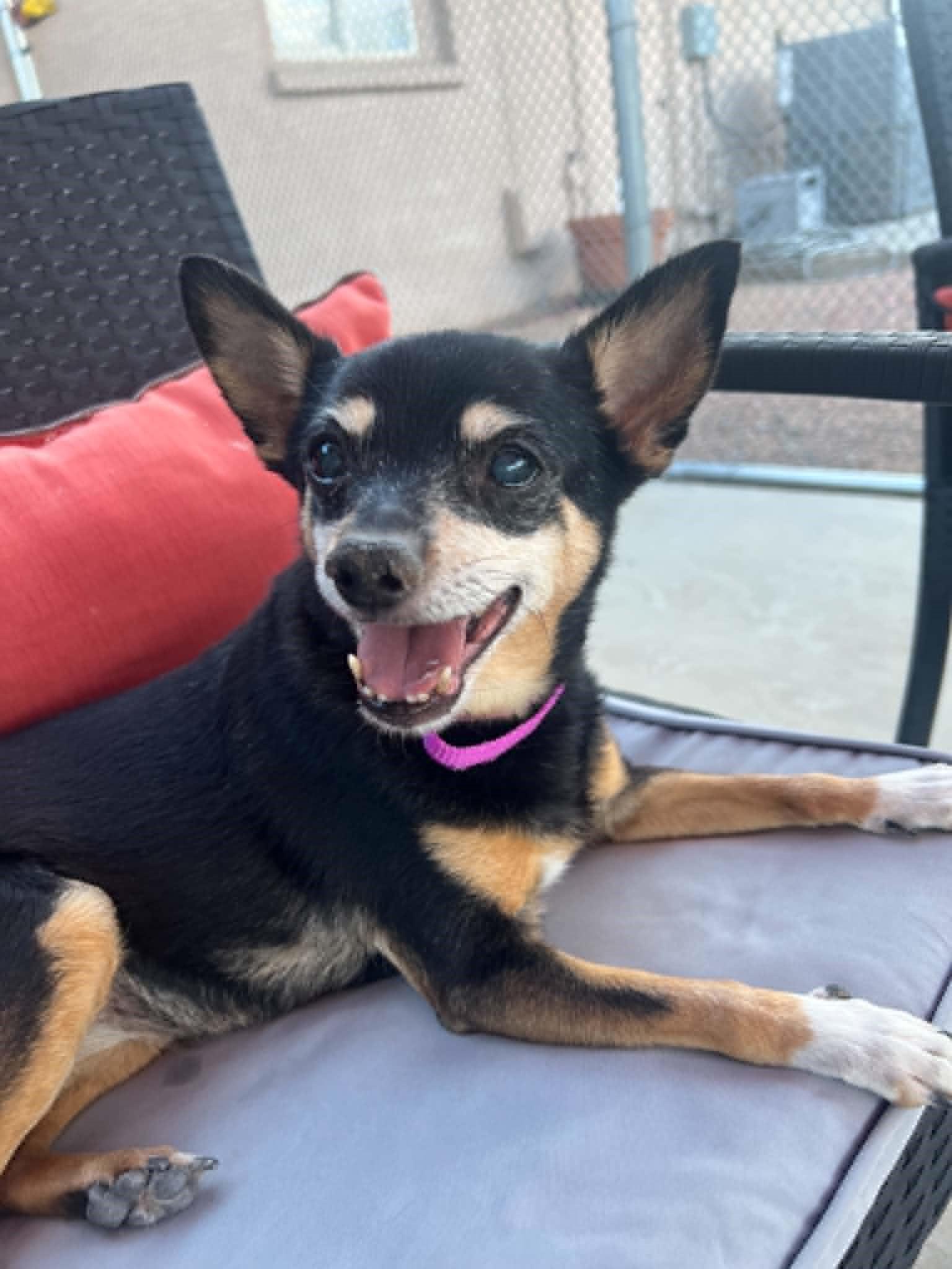 Enlarge Fred & Ethel (Bonded Pair of Seniors), a ADOPTABLE Miniature Pinscher in Phoenix, AZ image 4/6