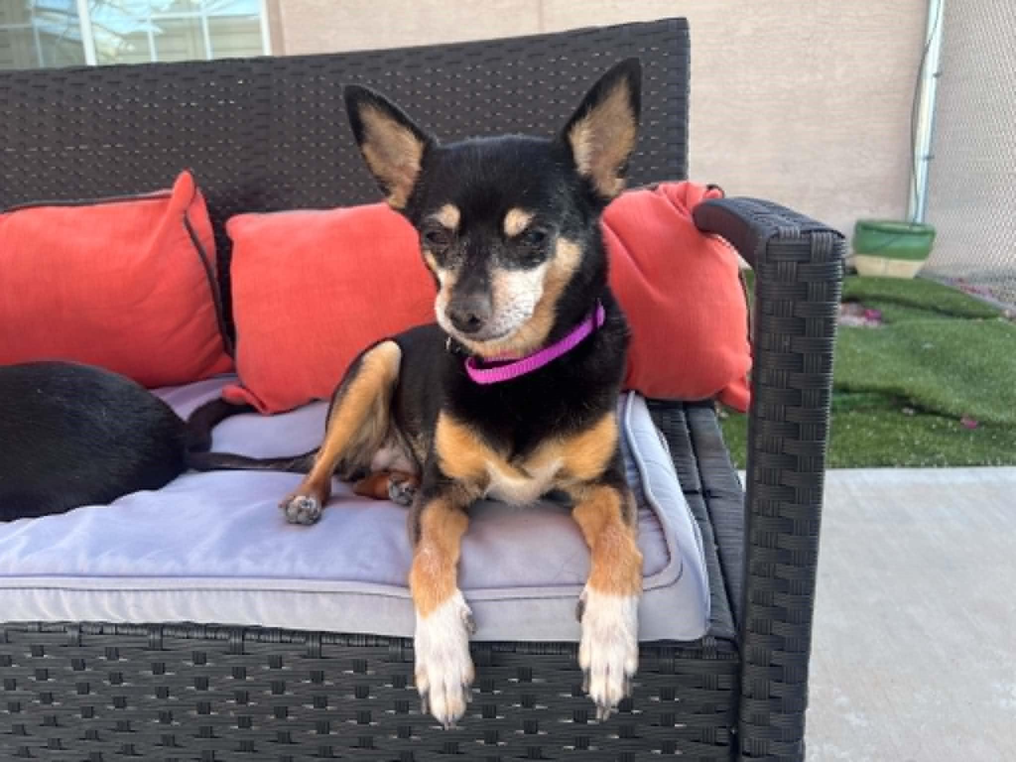 Enlarge Fred & Ethel (Bonded Pair of Seniors), a ADOPTABLE Miniature Pinscher in Phoenix, AZ image 3/6