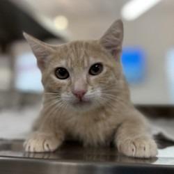 Ham, Adoptable, Kitten Male Domestic Short Hair & Domestic Short Hair.
