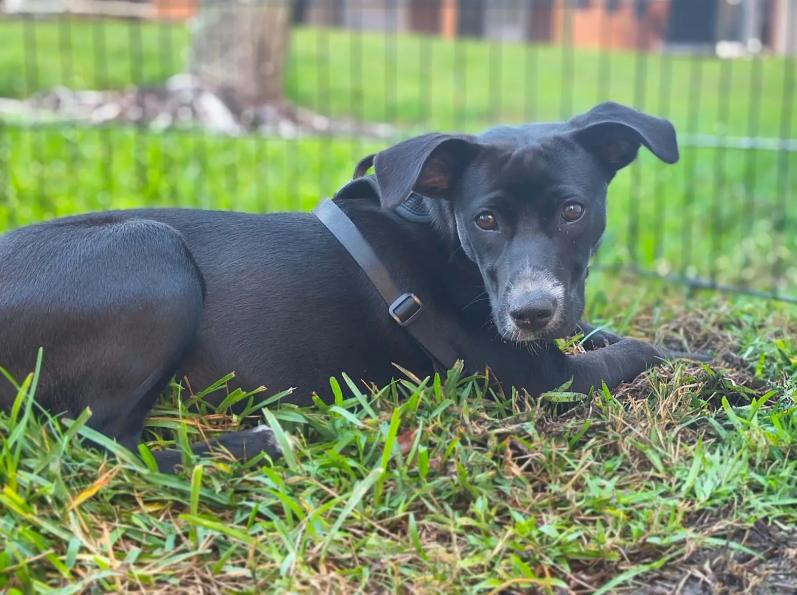Enlarge Layla, a Adoptable mixed breed in Lutz, FL image 4/4