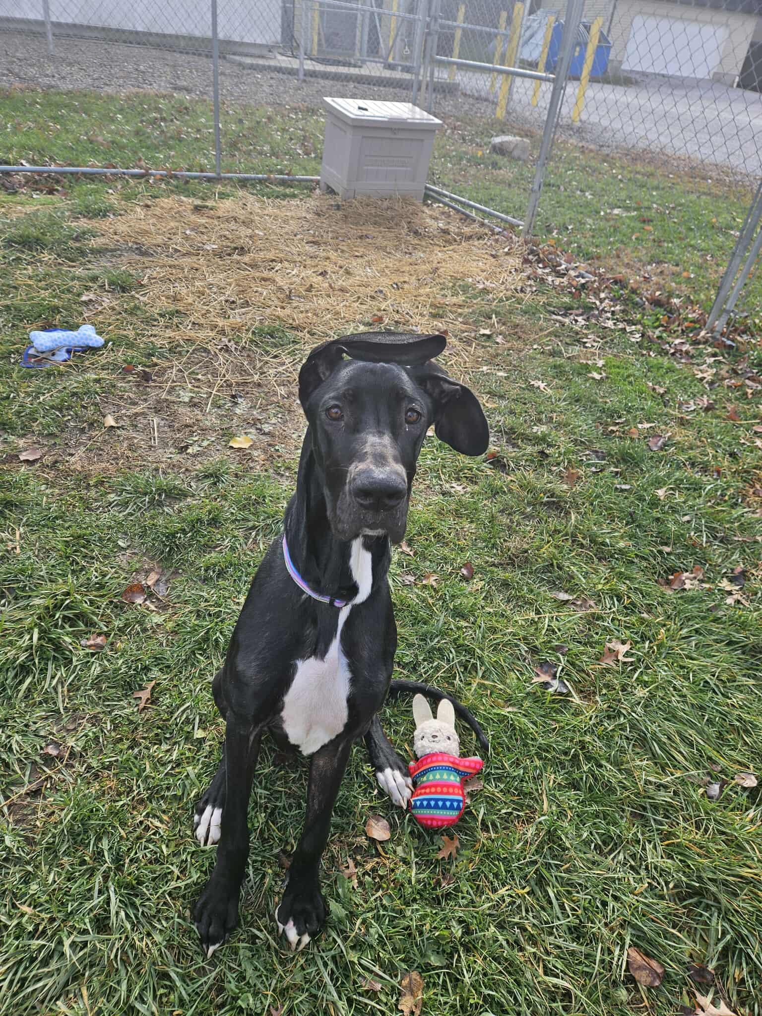 Daisy May , Adoptable, Young Female Great Dane.