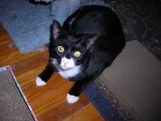 Bee-Bop, a Adoptable Domestic Short Hair in Springfield, PA image 1/6
