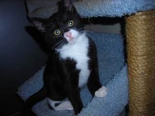 Bee-Bop, a Adoptable Domestic Short Hair in Springfield, PA image 2/6