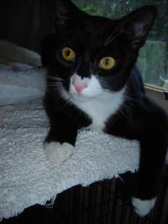 Bee-Bop, a Adoptable Domestic Short Hair in Springfield, PA image 3/6