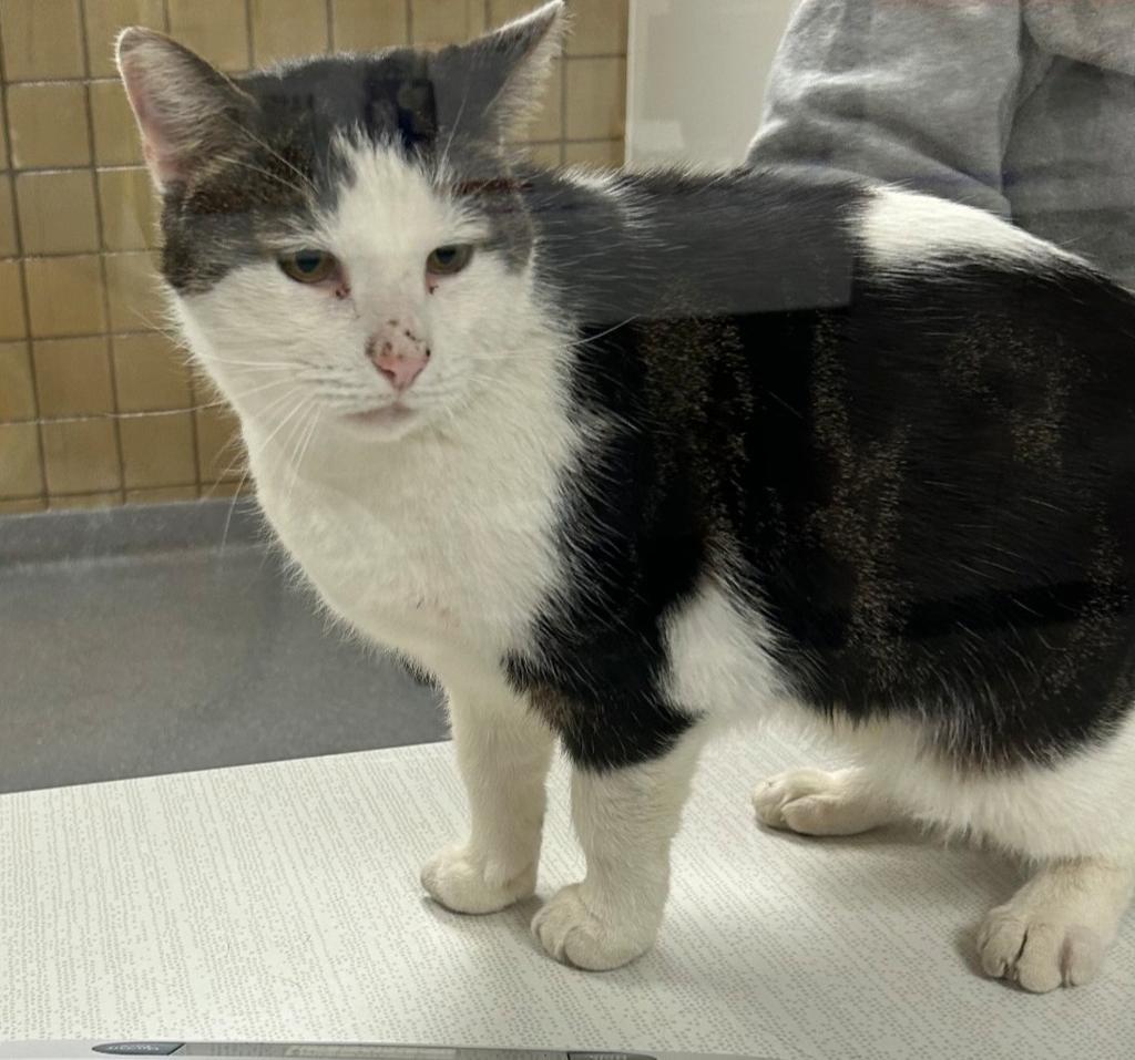 Frank-No- Beans, Adoptable, Senior Male Domestic Short Hair.