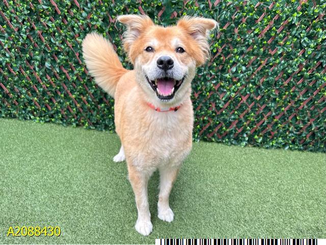 Enlarge CUTLER, a Adoptable mixed breed in West Palm Beach, FL image 1/1