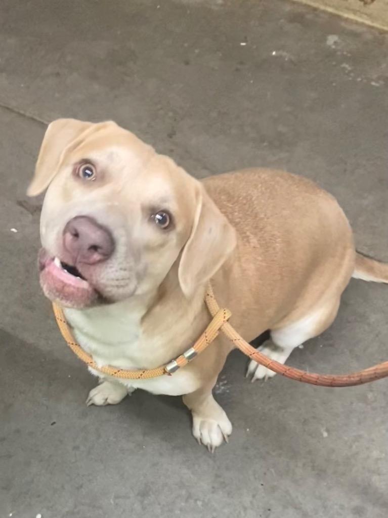 Enlarge Daisy, a Adoptable Labrador Retriever in Swainsboro, GA image 2/5