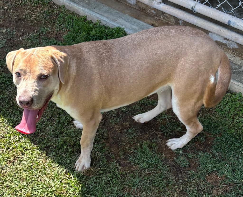 Enlarge Daisy, a Adoptable Labrador Retriever in Swainsboro, GA image 3/5