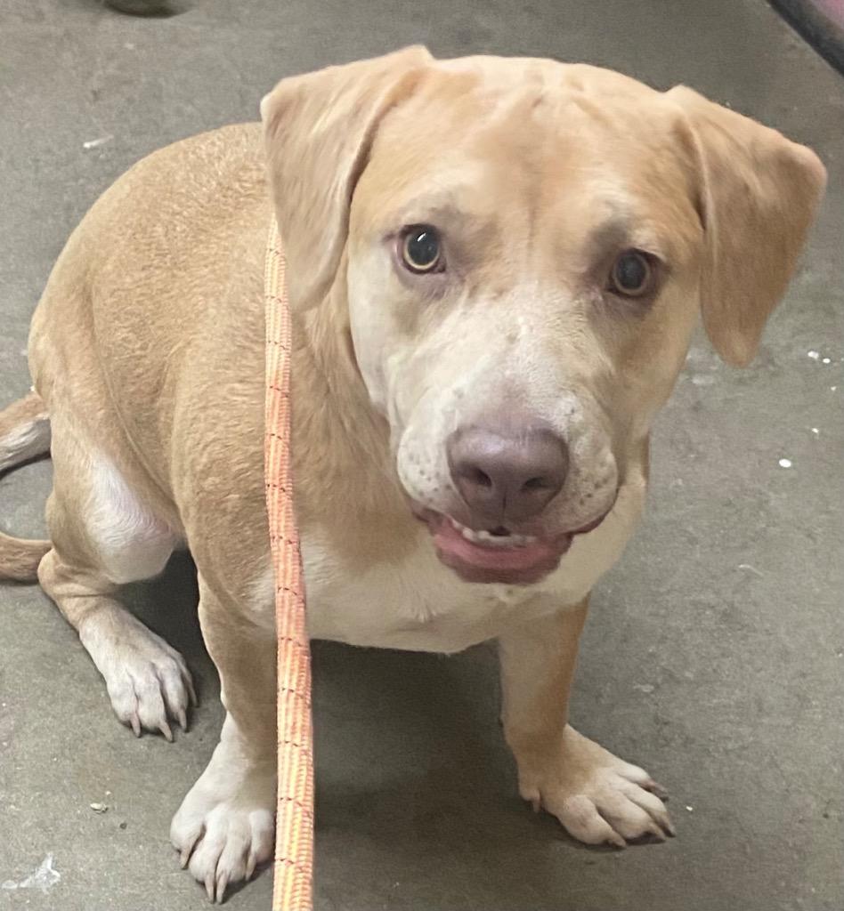 Enlarge Daisy, a Adoptable Labrador Retriever in Swainsboro, GA image 4/5