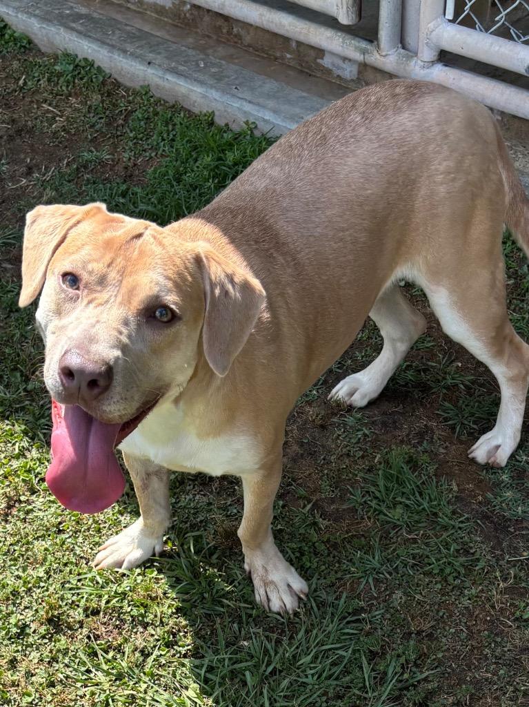 Enlarge Daisy, a Adoptable Labrador Retriever in Swainsboro, GA image 1/5