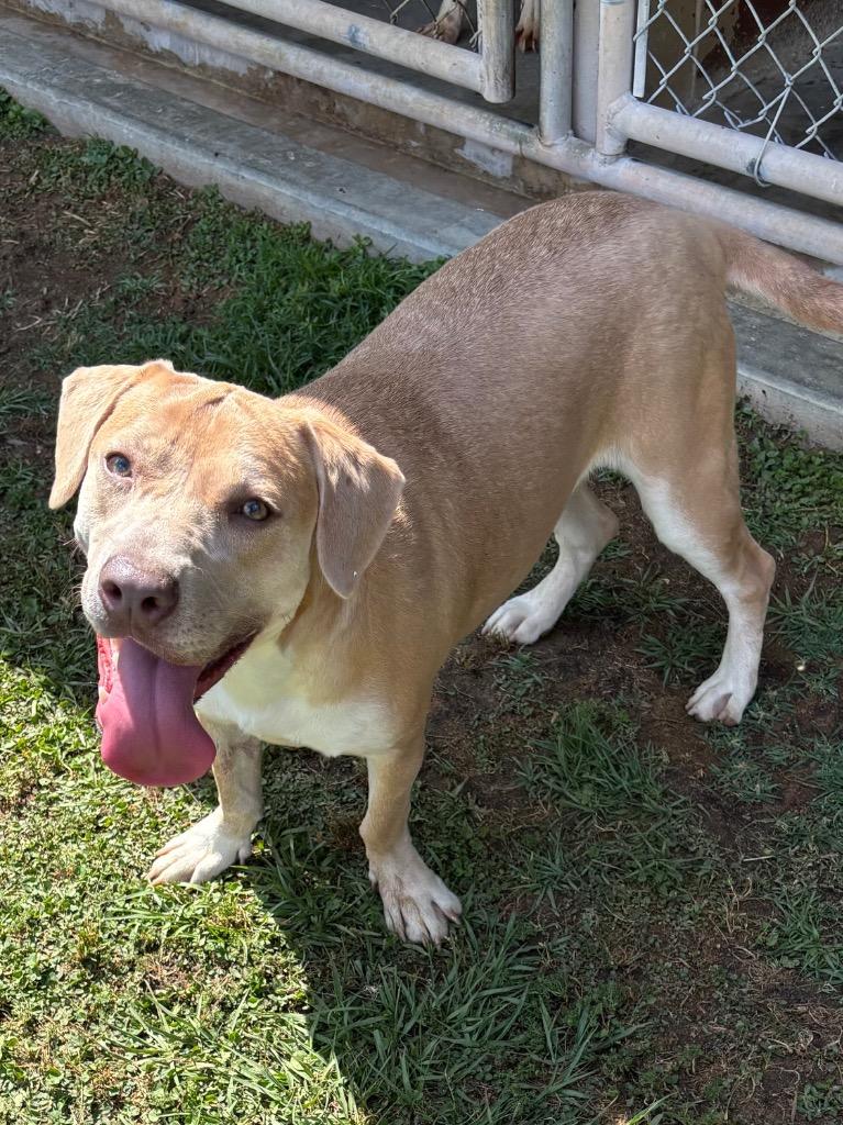 Enlarge Daisy, a Adoptable Labrador Retriever in Swainsboro, GA image 5/5