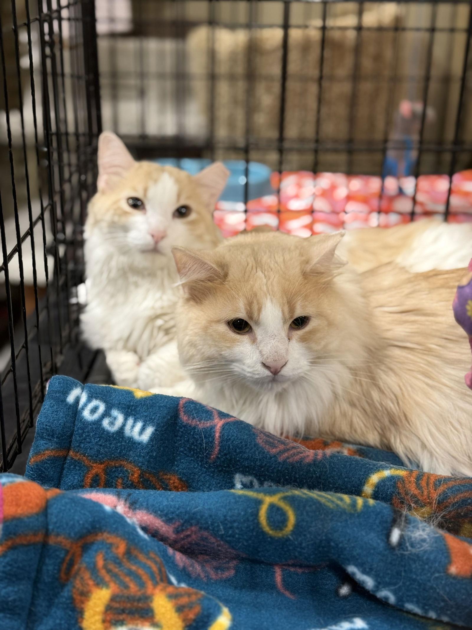 Enlarge Peychaud, a Adoptable Domestic Long Hair in McKinney, TX image 1/3
