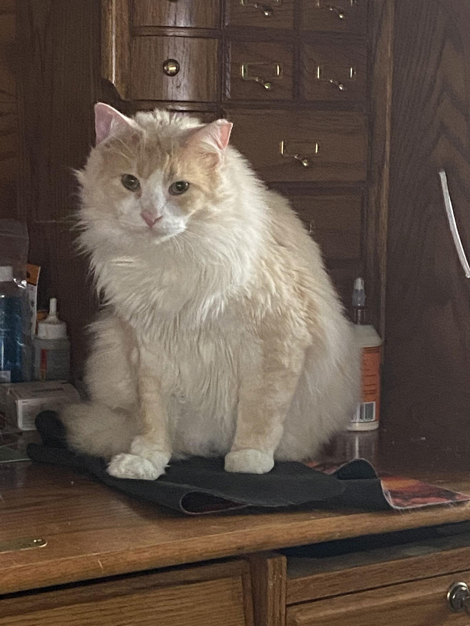 Enlarge Peychaud, a Adoptable Domestic Long Hair in McKinney, TX image 2/3