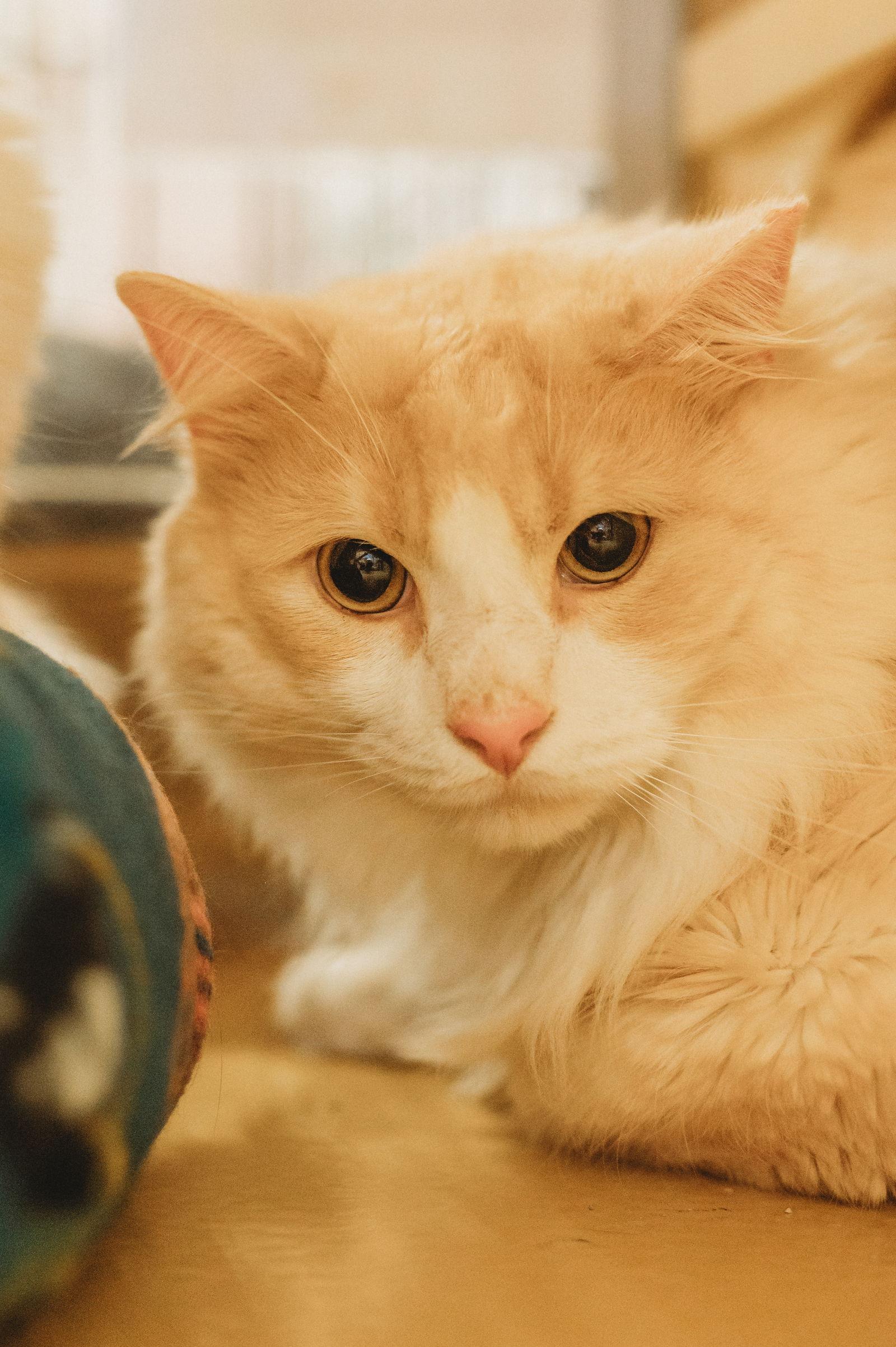 Enlarge Peychaud, a Adoptable Domestic Long Hair in McKinney, TX image 3/3