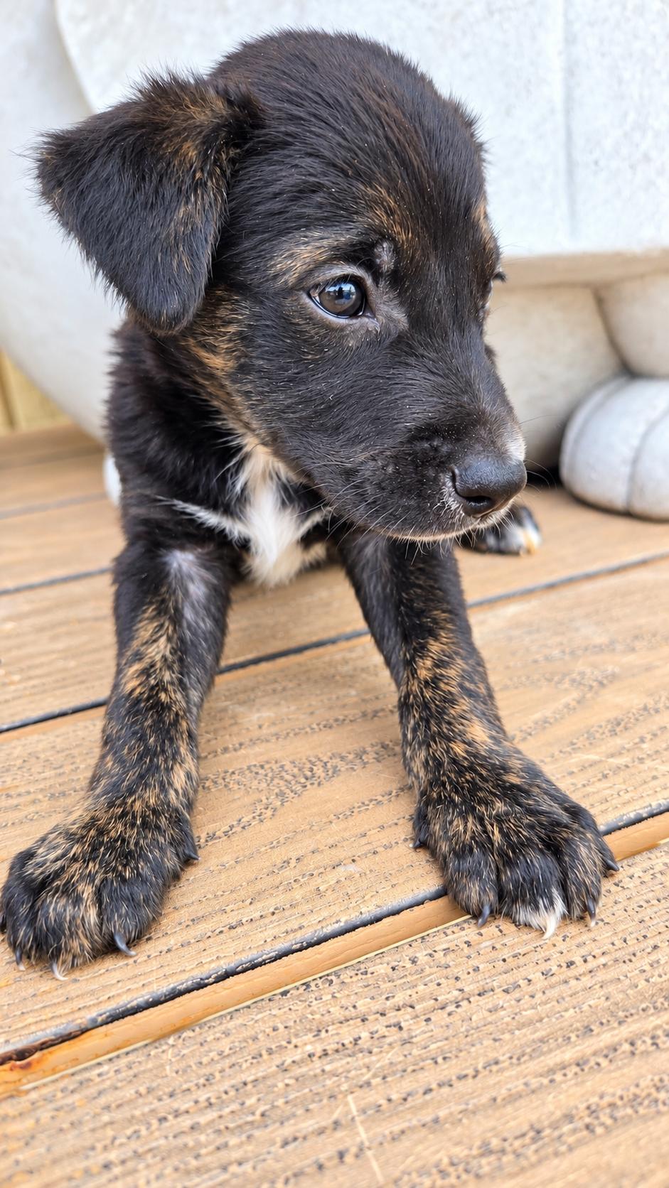 Enlarge ABEL, a Adoptable Belgian Shepherd / Malinois in Eau Claire, WI image 4/5