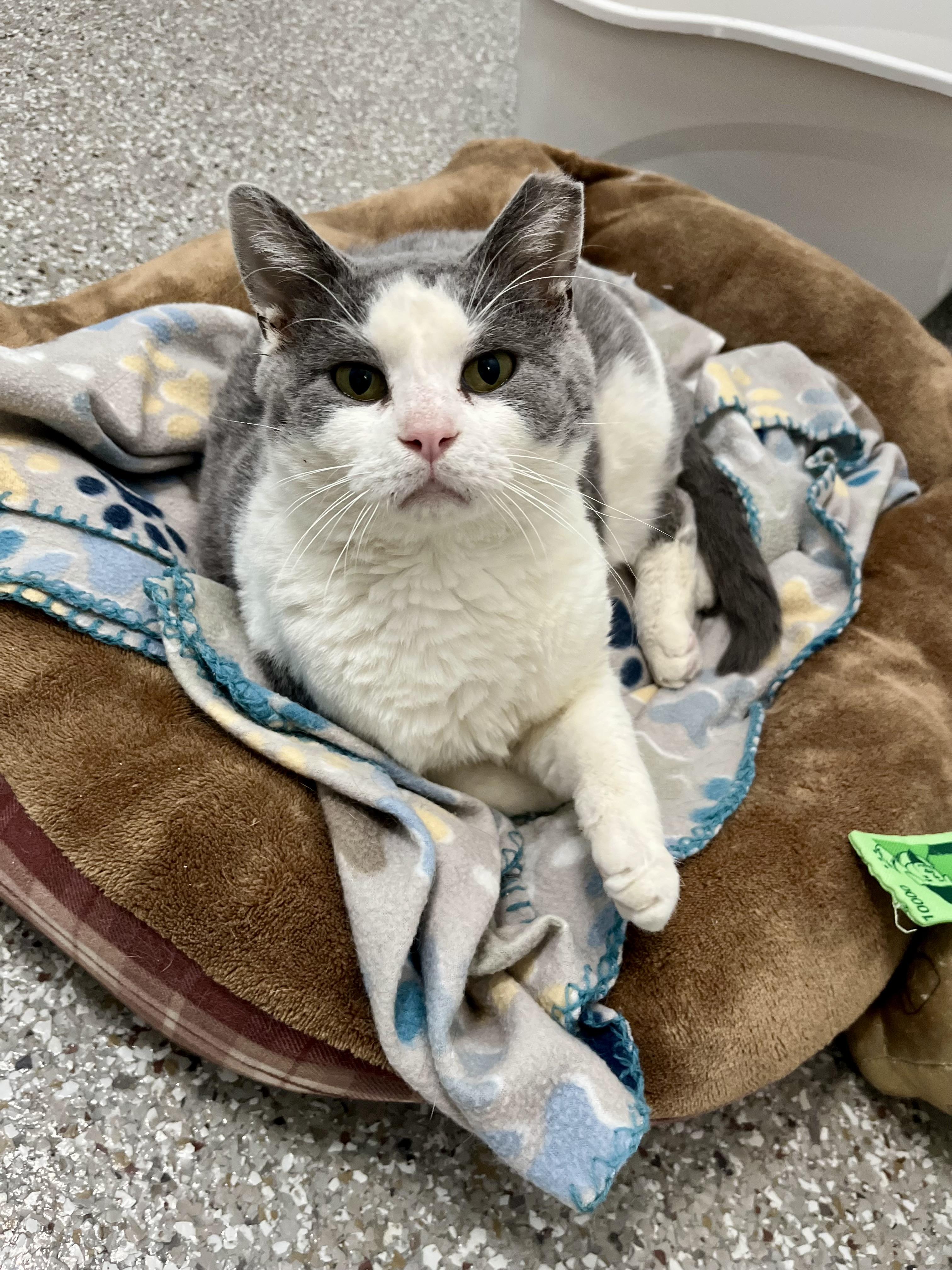 Roast Beef, adoptable, Young Male Domestic Short Hair.