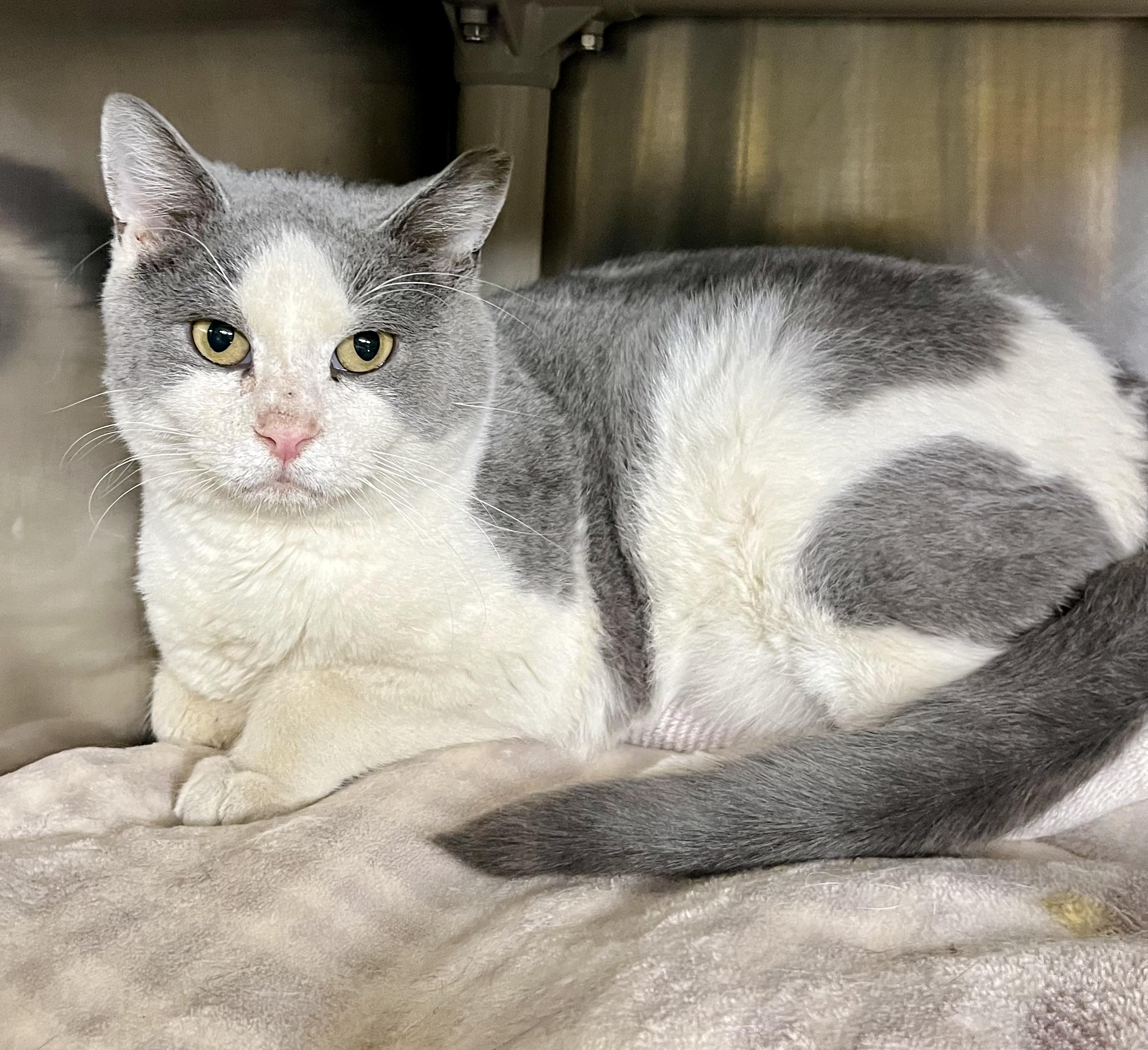 Enlarge Roast Beef, an adoptable Domestic Short Hair in Seville, OH image 1/2