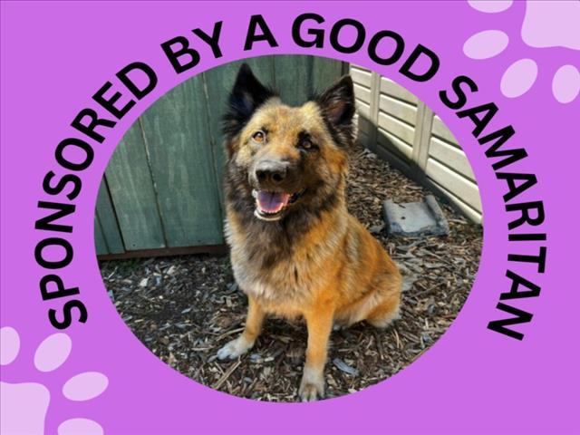 Enlarge HEIDI*, a Adoptable mixed breed in Santa Cruz, CA image 1/1