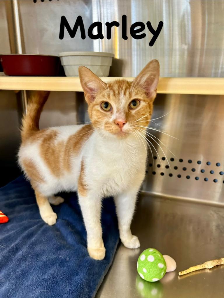 Enlarge Marley, a Adoptable mixed breed in West Union, OH image 1/1