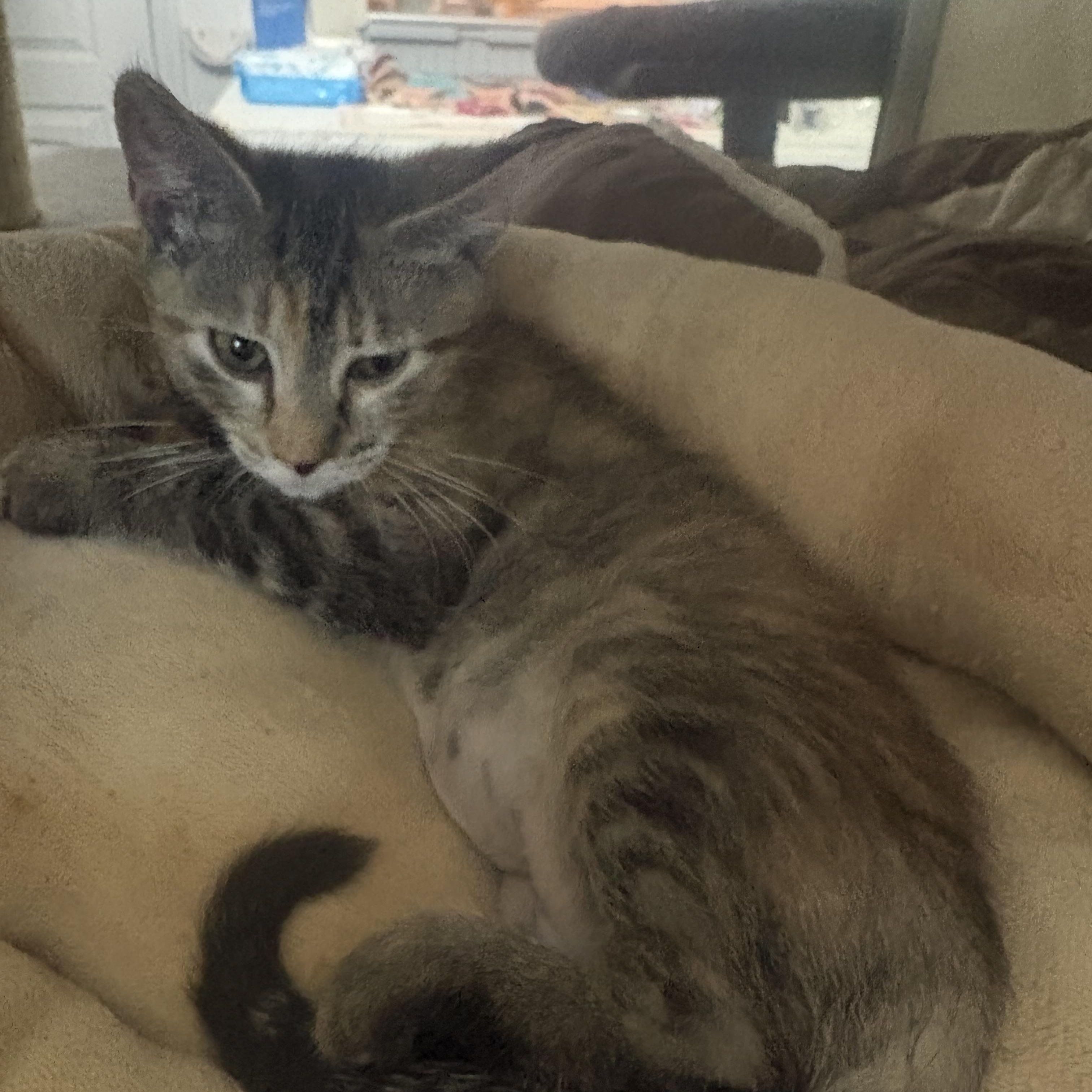 Roxie, an adopted mixed breed in Lehigh Acres, FL image 1/2