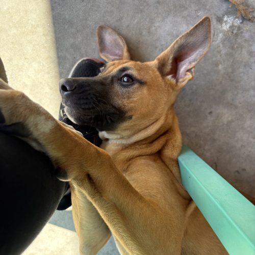 Roxy, Adoptable, Young Female Mixed Breed.