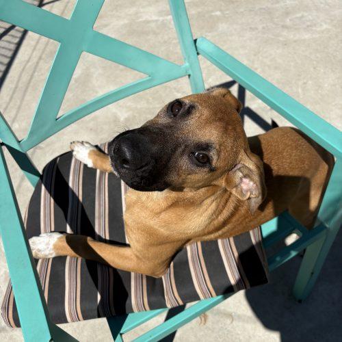 Roxy, a Adoptable mixed breed in Hamden, CT image 2/6