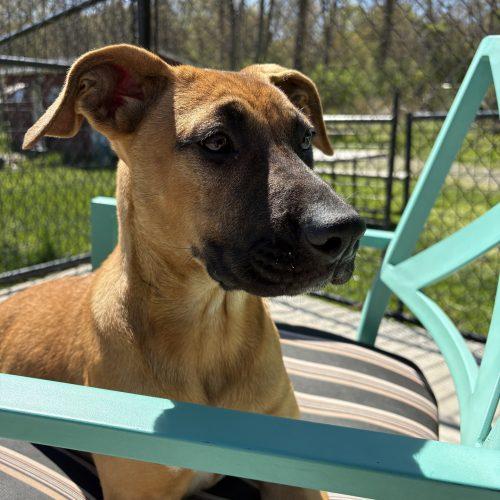 Roxy, a Adoptable mixed breed in Hamden, CT image 3/6