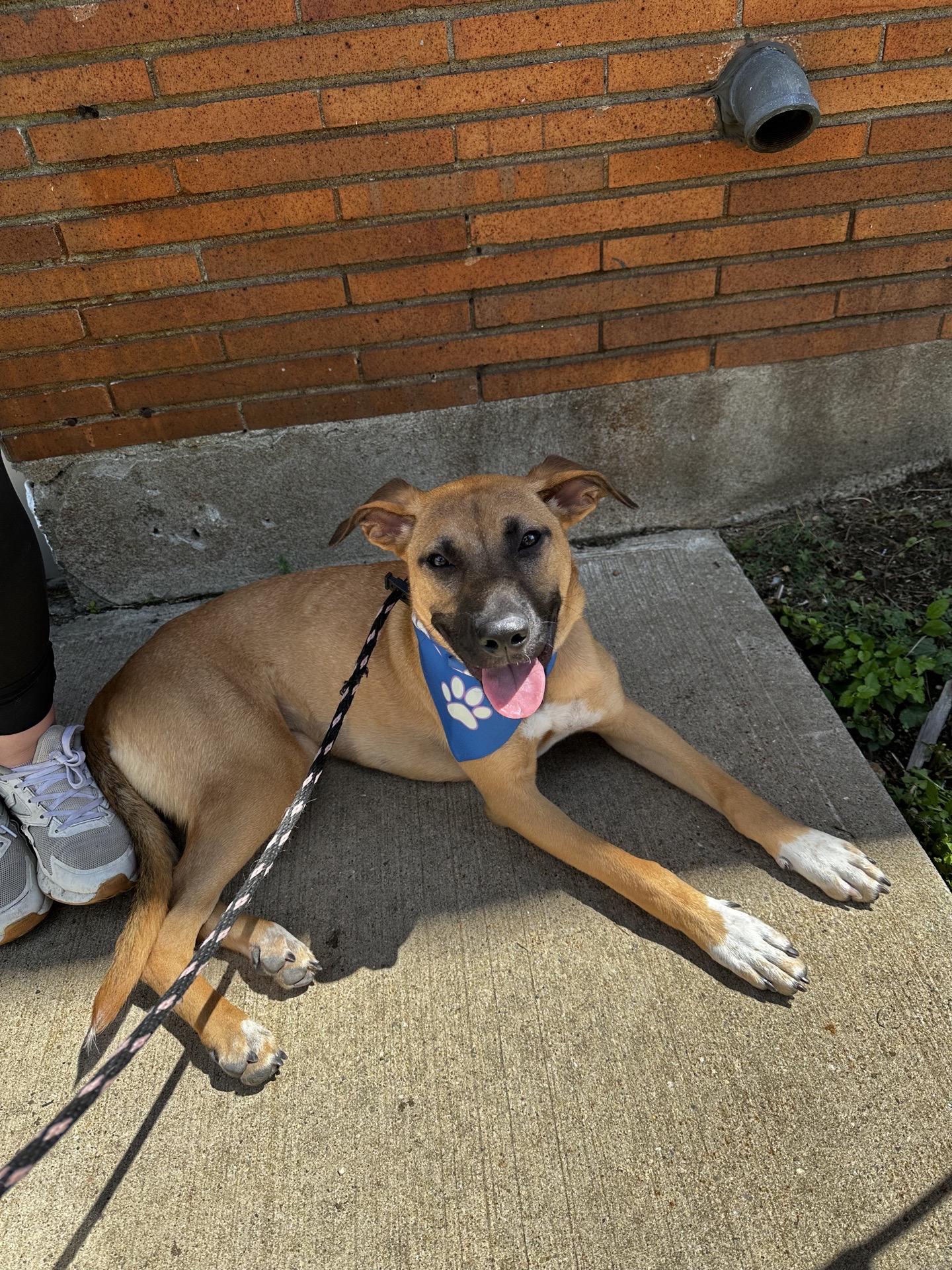 Roxy, a Adoptable mixed breed in Hamden, CT image 4/6