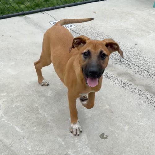 Roxy, a Adoptable mixed breed in Hamden, CT image 5/6