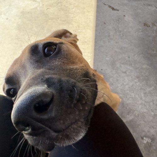 Roxy, a Adoptable mixed breed in Hamden, CT image 6/6