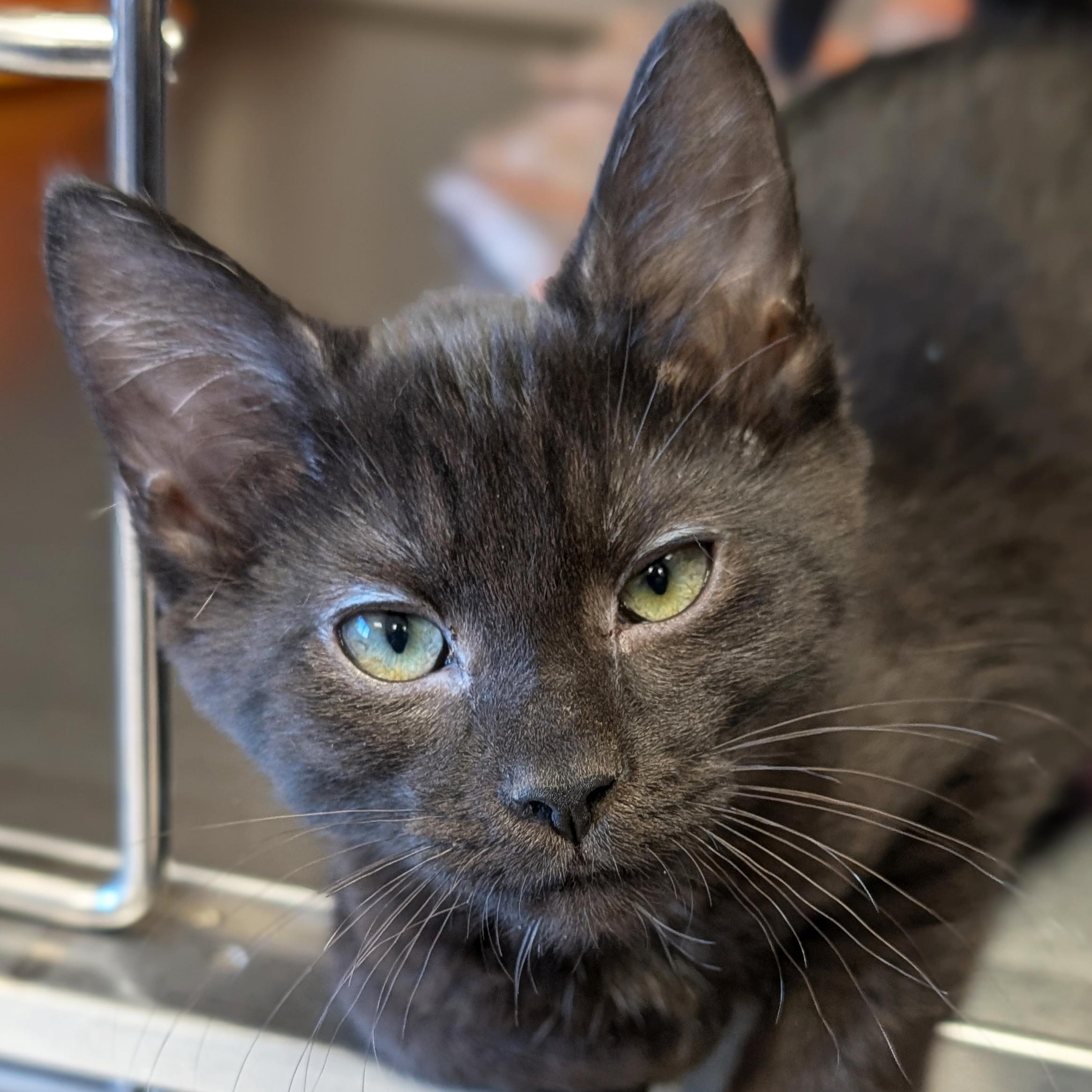 Edvard - Name Your Own Adoption Fee, Adoptable, Kitten Male Domestic Short Hair.