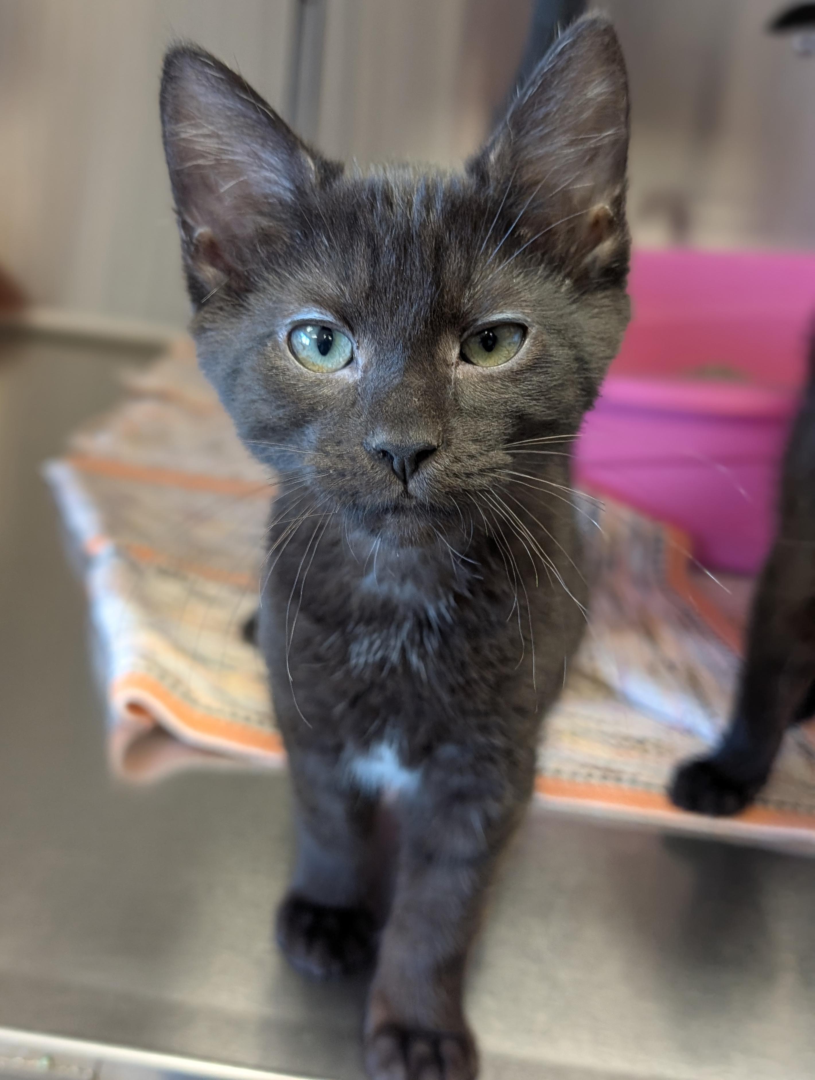 Enlarge Edvard - Name Your Own Adoption Fee, a Adoptable Domestic Short Hair in Jefferson, WI image 2/3