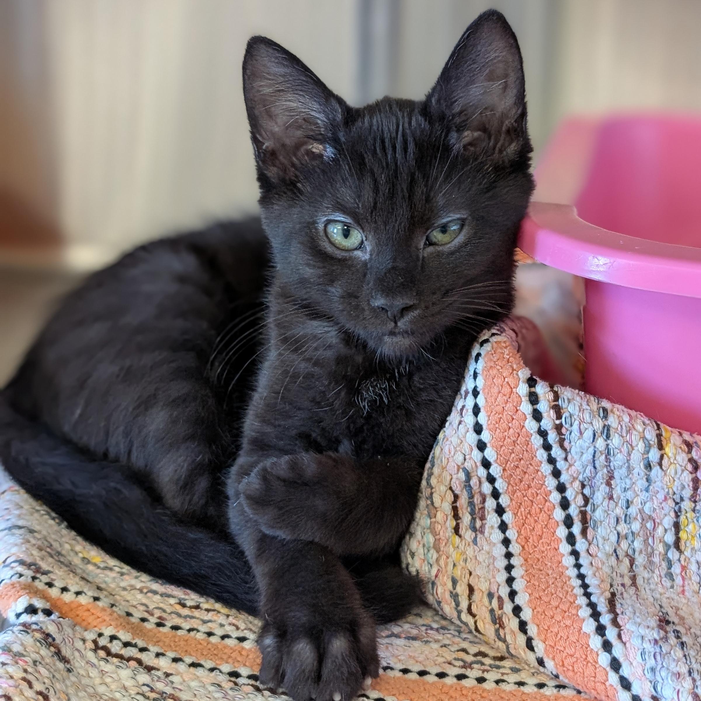 Enlarge Edvard - Name Your Own Adoption Fee, a Adoptable Domestic Short Hair in Jefferson, WI image 3/3