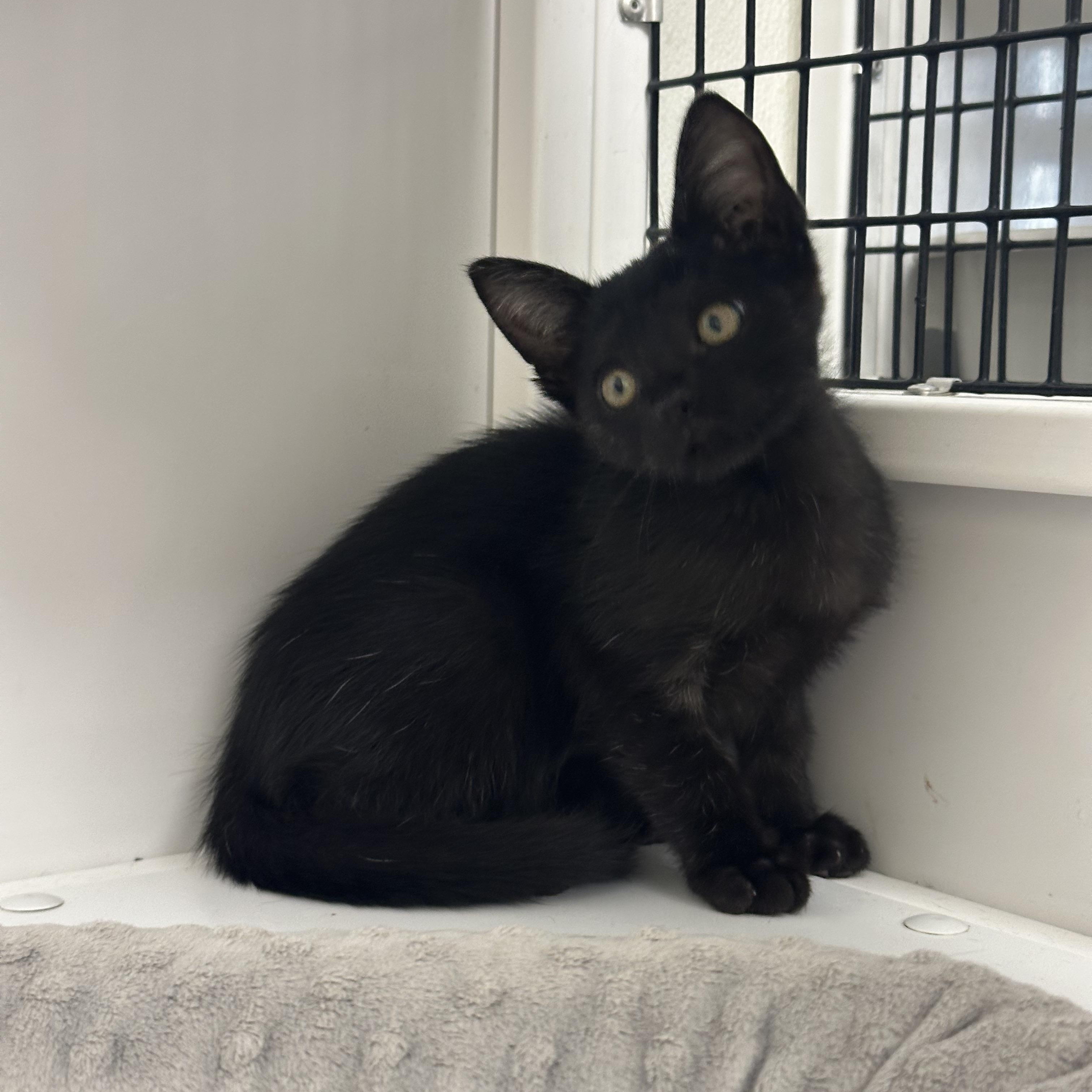 Habanero, Adoptable, Kitten Female Domestic Short Hair.