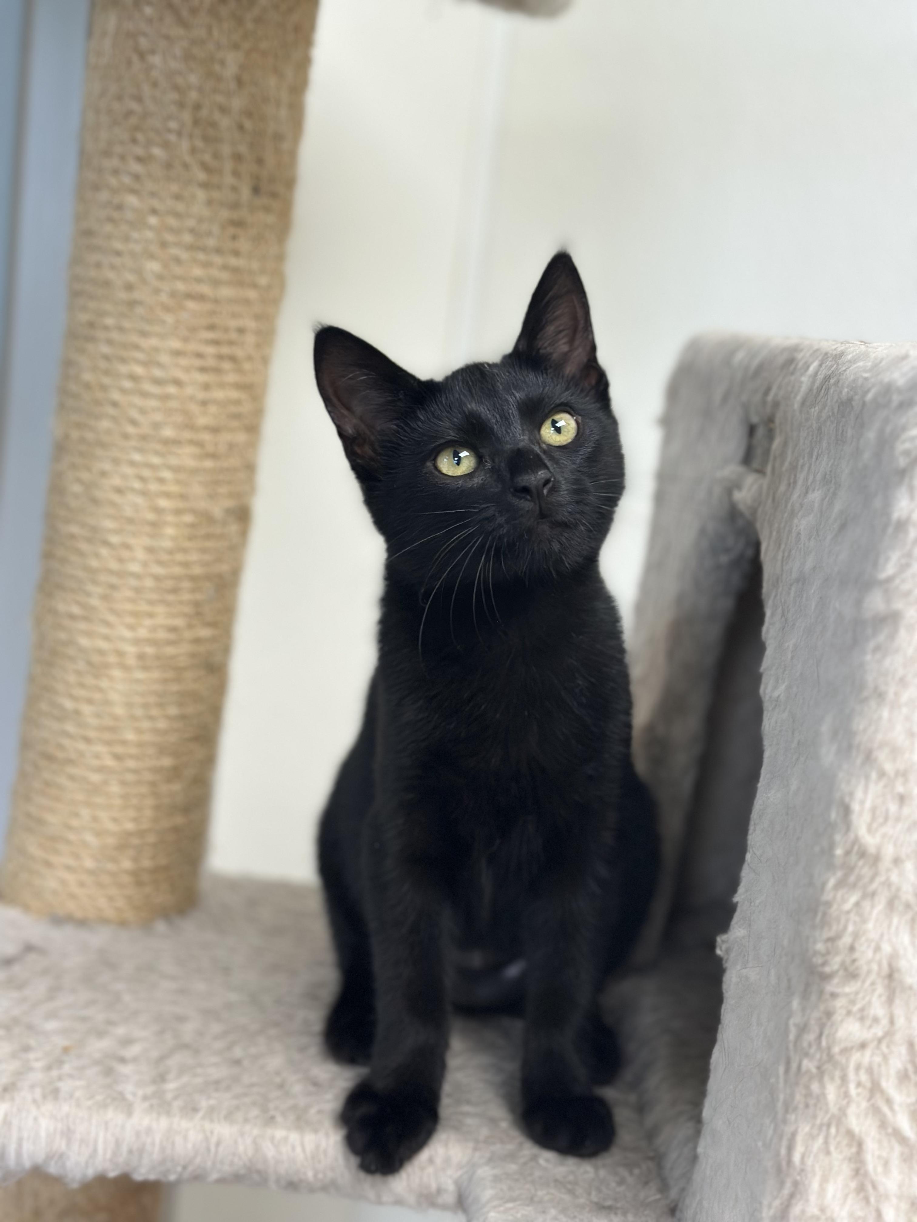 Habanero, Adoptable, Kitten Female Domestic Short Hair.