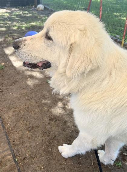Enlarge Krypto, a ADOPTABLE Mixed Breed in Georgetown, TX image 2/3