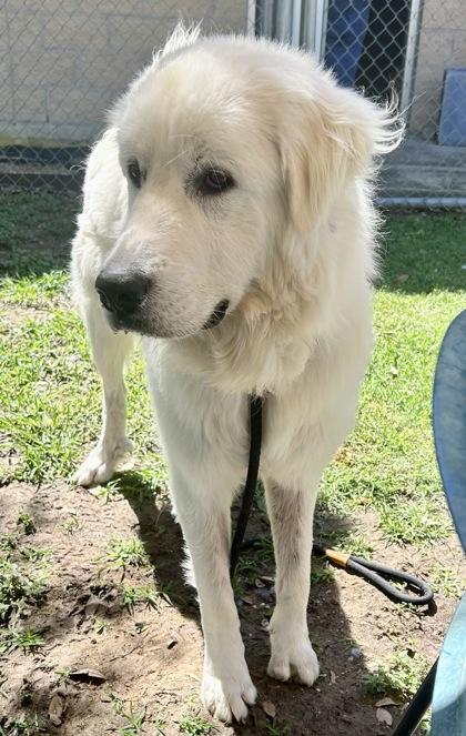 Enlarge Krypto, a ADOPTABLE Mixed Breed in Georgetown, TX image 3/3