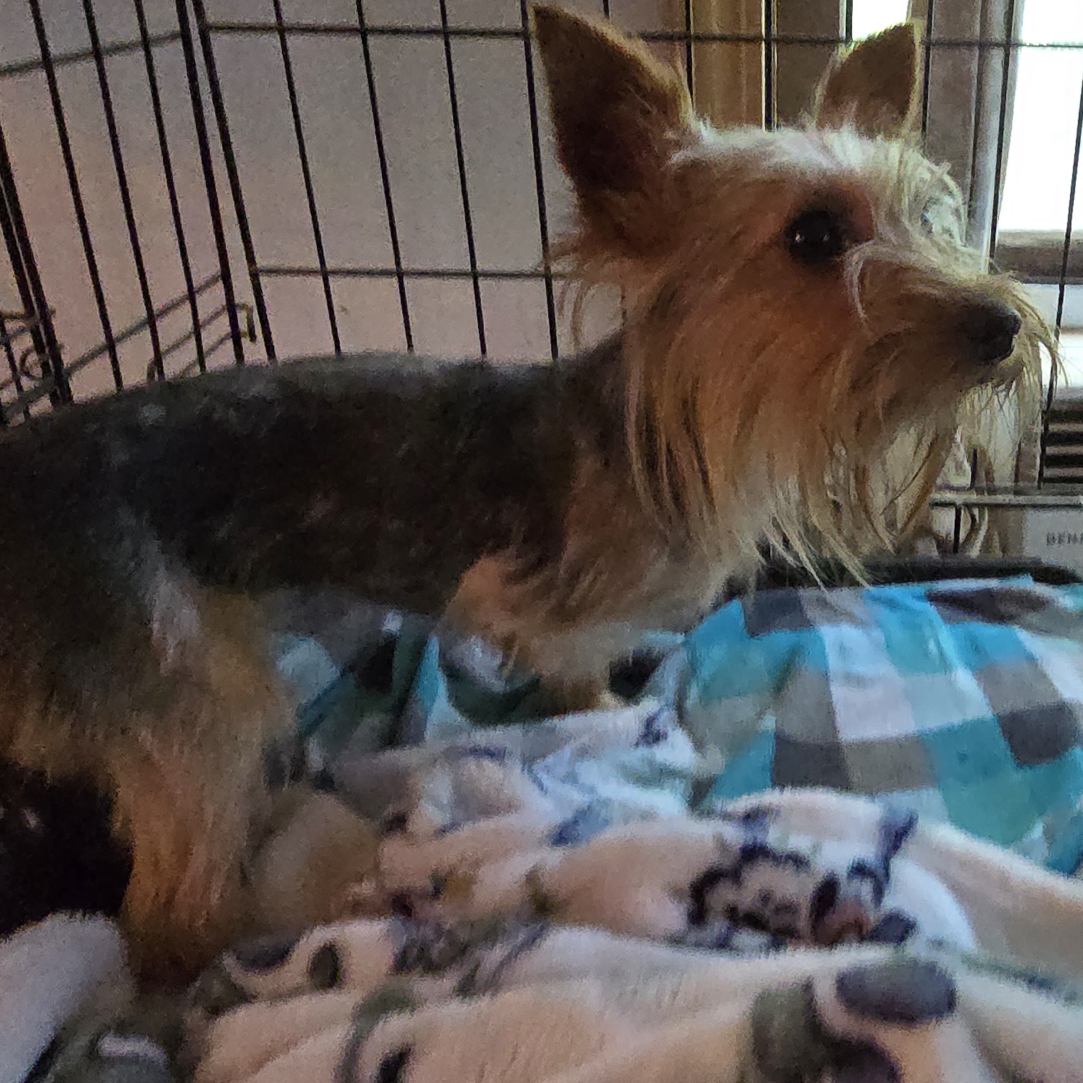 Dog for adoption Cassidy, a Yorkshire Terrier in Zaleski, OH Petfinder