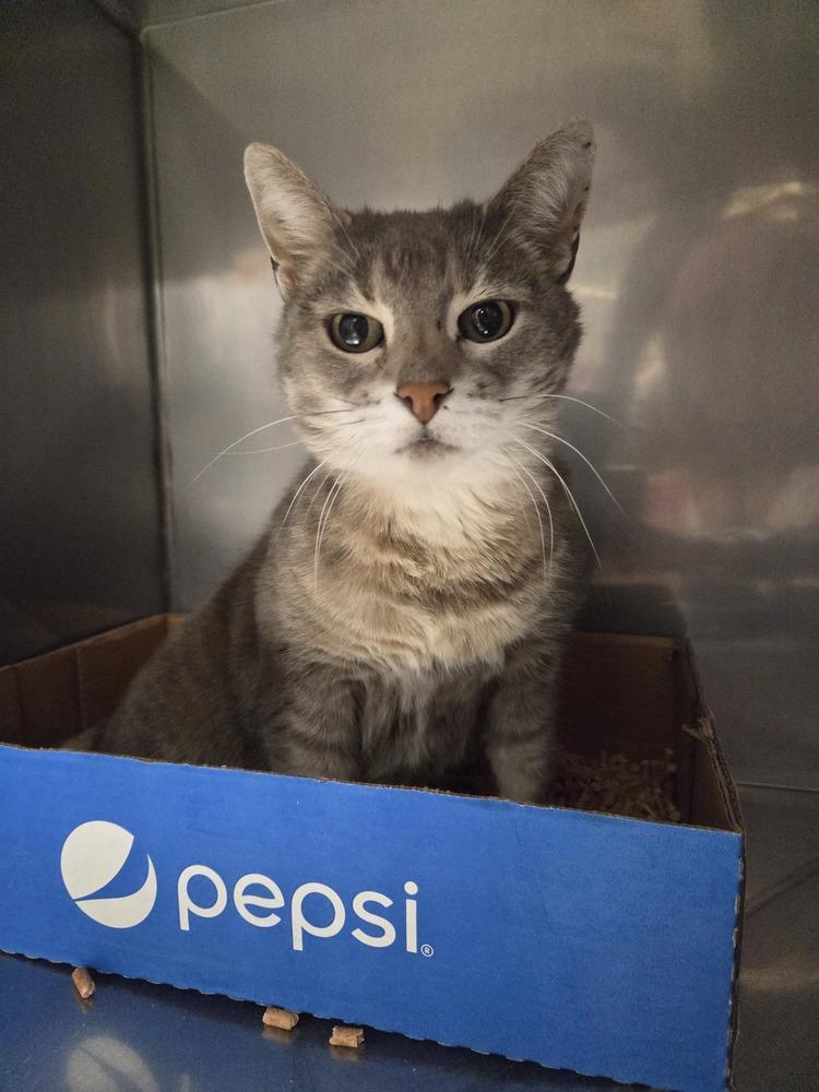 Enlarge Saga, a Adoptable mixed breed in Salmon, ID image 1/1