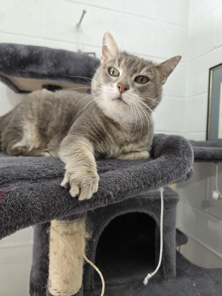 Saga, Adoptable, Adult Female Domestic Short Hair.