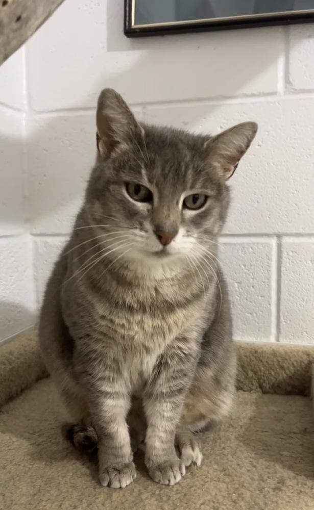 Enlarge Saga, a Adoptable mixed breed in Salmon, ID image 2/3