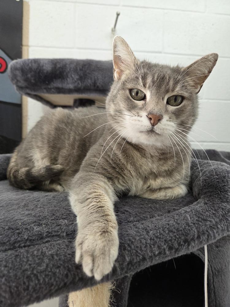 Enlarge Saga, a Adoptable mixed breed in Salmon, ID image 3/3