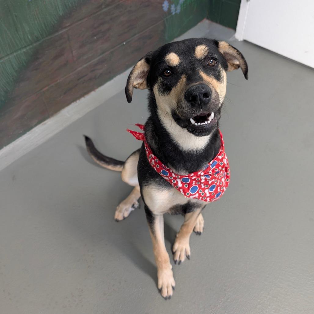 CoraLee, a Adoptable Mixed Breed in Walnut Cove, NC image 1/4